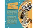 Adopt Izzy a Tan/Yellow/Fawn - with White English Pointer / Mixed dog in fort