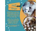 Adopt Hank a White - with Tan, Yellow or Fawn Jack Russell Terrier / Mixed dog