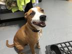 Adopt Ace a Tan/Yellow/Fawn - with White Boxer / American Pit Bull Terrier /
