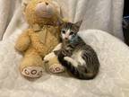 Adopt Gordon a Brown Tabby Domestic Shorthair (short coat) cat in Metairie
