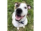 Adopt Cooper 3 a Brown/Chocolate - with White Pointer / Mixed dog in Mt.