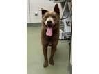 Adopt Rookie a Brown/Chocolate Akita / Mixed dog in San Francisco, CA (39196399)