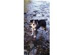 Adopt Lincoln a Tricolor (Tan/Brown & Black & White) Australian Shepherd / Mixed