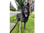 Adopt Juno a Brindle Dutch Shepherd / German Shepherd Dog / Mixed dog in