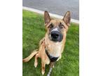 Adopt Junnie a Tan/Yellow/Fawn - with Black Belgian Malinois / Shepherd (Unknown