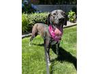 Adopt Calliope a Black - with White Labrador Retriever / Pointer / Mixed dog in