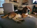Adopt Oliver a Tricolor (Tan/Brown & Black & White) Beagle / Mixed dog in