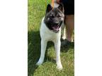 Adopt Balto a Akita / Mixed dog in Silver Spring, MD (39192511)
