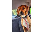 Adopt Kayak a Tan/Yellow/Fawn - with White Foxhound / Mixed dog in Cornelius