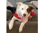 Adopt Heidi Bonded Pair a Red/Golden/Orange/Chestnut - with White Border Collie