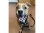 Adopt Patches a Red/Golden/Orange/Chestnut - with White Australian Kelpie /