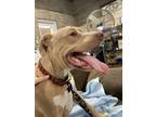 Adopt Chance a Brown/Chocolate - with White American Staffordshire Terrier /