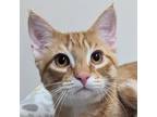 Adopt Bagel a Orange or Red Tabby Domestic Shorthair (short coat) cat in Dundee