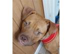 Adopt Ethan *adoption pending* a Red/Golden/Orange/Chestnut Boxer / Pit Bull