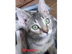 Adopt Brandy a Tiger Striped Domestic Shorthair (short coat) cat in Colfax