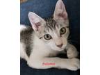 Adopt Paloma a White (Mostly) Domestic Shorthair (short coat) cat in Colfax