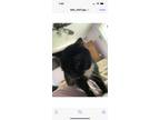 Adopt Deirdre loving senior a Black & White or Tuxedo Domestic Shorthair (short