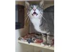 Adopt Fang a Gray or Blue Domestic Shorthair / Mixed Breed (Medium) / Mixed