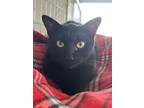 Adopt Jinx a All Black Domestic Shorthair / Mixed (short coat) cat in McPherson