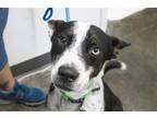 Adopt Rue (Renzo) a Australian Cattle Dog / Husky / Mixed dog in Mountain Home