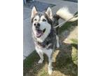 Adopt Loki a Black Husky / Mixed Breed (Medium) / Mixed (short coat) dog in