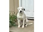 Adopt Batman a White - with Black Dalmatian / American Staffordshire Terrier /