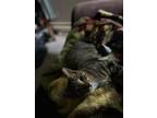 Adopt Marshall a Gray, Blue or Silver Tabby Domestic Shorthair (short coat) cat