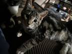Adopt Ted a Gray, Blue or Silver Tabby Domestic Shorthair (short coat) cat in