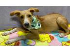 Adopt Chipp a Red/Golden/Orange/Chestnut - with White Rhodesian Ridgeback /