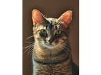 Adopt Rusty (must go with Molly) a Brown Tabby Domestic Shorthair / Mixed cat in