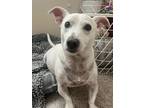 Adopt DARWIN-Special Needs a White Jack Russell Terrier / Corgi / Mixed dog in