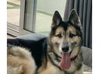 Adopt Lovely Rilo a Gray/Blue/Silver/Salt & Pepper Keeshond / German Shepherd
