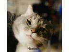 Adopt Heather a Gray, Blue or Silver Tabby Domestic Shorthair (short coat) cat