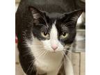 Adopt Becky a Black & White or Tuxedo Domestic Shorthair (short coat) cat in