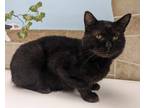 Adopt T'Challah a Domestic Shorthair / Mixed (short coat) cat in Neillsville