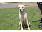 Adopt Jake a White - with Tan, Yellow or Fawn Husky / Shepherd (Unknown Type) /