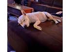Adopt Syd (AVAILABLE FROM FOSTER) a White American Pit Bull Terrier / Mixed