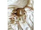 Adopt Tootles a Orange or Red American Shorthair (short coat) cat in Chicago