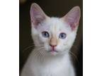 Adopt Ghost a Cream or Ivory Siamese (short coat) cat in Chicago, IL (38422561)
