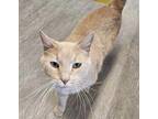 Adopt Rollie a Orange or Red Tabby Domestic Shorthair (short coat) cat in