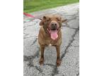 Adopt Roger a Brown/Chocolate Labrador Retriever / Mixed dog in Maysville