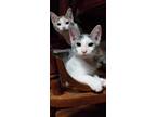 Adopt Ardemis a Gray, Blue or Silver Tabby Domestic Shorthair (short coat) cat