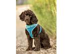 Adopt Hershey a Brown/Chocolate Cocker Spaniel / Mixed dog in Sherman Oaks