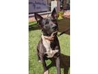 Adopt Rocky a Black Shepherd (Unknown Type) / Mixed Breed (Medium) / Mixed