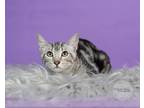 Adopt Clover a Gray, Blue or Silver Tabby Domestic Shorthair (short coat) cat in