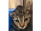 Adopt Cuddles a Brown Tabby Domestic Shorthair / Mixed Breed (Medium) / Mixed