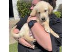 Adopt Datun a Tan/Yellow/Fawn Labradoodle / Mixed dog in Evergreen