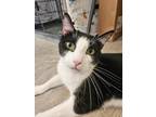 Adopt Bunsen a Black & White or Tuxedo Domestic Shorthair (short coat) cat in
