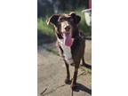 Adopt Cocoa Bean a Brown/Chocolate Australian Shepherd / Mixed Breed (Medium)