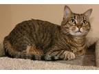 Adopt Tater a Tan or Fawn Tabby Domestic Shorthair (short coat) cat in